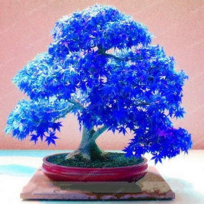 Picture of Rare Blue Maple Bonsai Seeds - 15 Pcs Seeds (Global SeedS)