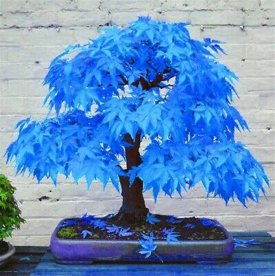 Picture of Rare Blue Maple Bonsai Seeds - 15 Pcs Seeds (Global SeedS)