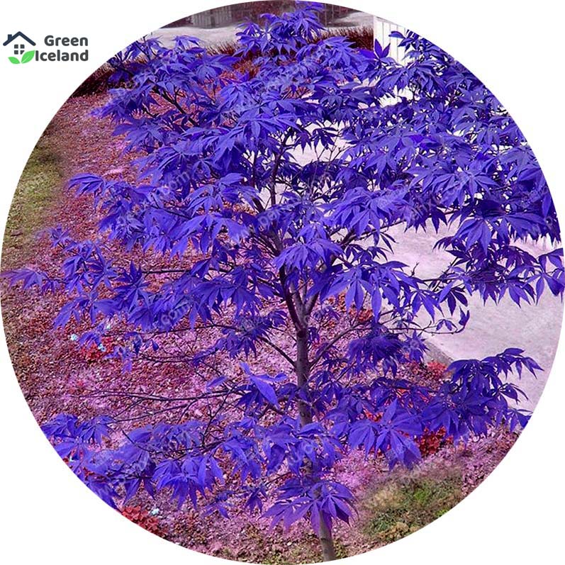 Picture of Rare Blue Maple Bonsai Seeds - 15 Pcs Seeds (Global SeedS)