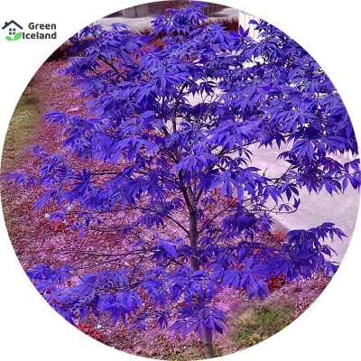 Picture of Rare Blue Maple Bonsai Seeds - 15 Pcs Seeds (Global SeedS)