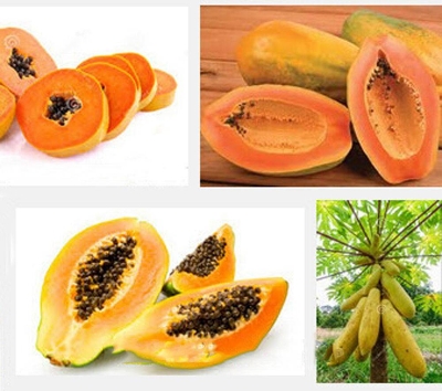 Picture of Hybrid Yellow Gold Papaya SeedS- 10+ Pcs Seeds