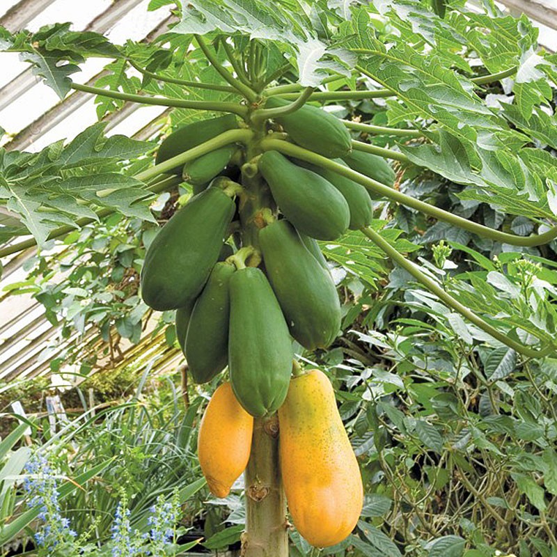 Picture of Hybrid Yellow Gold Papaya SeedS- 10+ Pcs Seeds