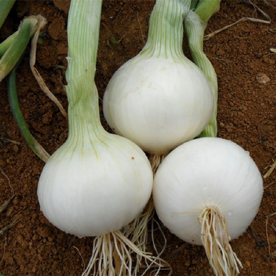 Picture of 80+ Pcs Imported Global White Onion Seeds -80+ Pcs Seeds