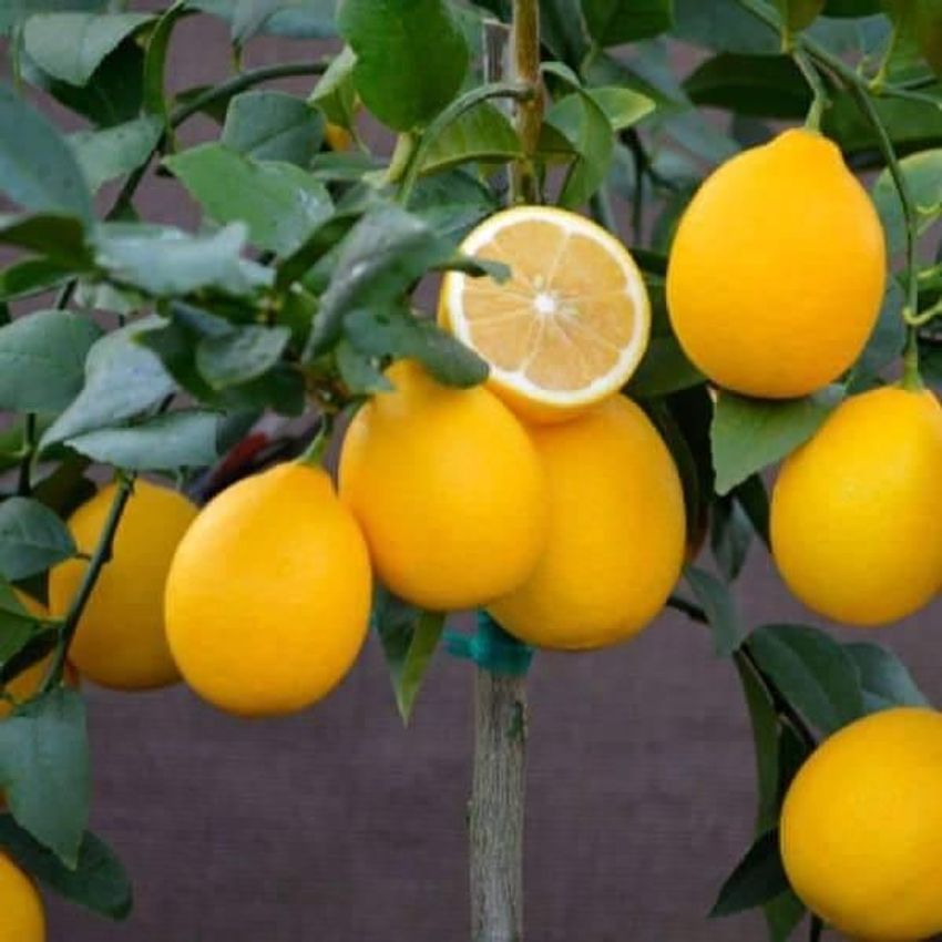 Picture of 10 Pcs Natural Dwarf Lemon Tree Seeds - 10 Pcs SeedS