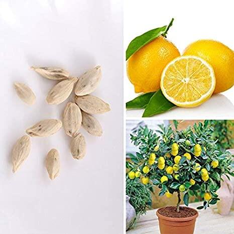 Picture of 10 Pcs Natural Dwarf Lemon Tree Seeds - 10 Pcs SeedS
