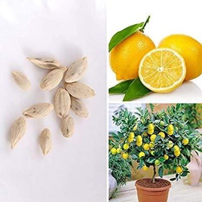 Picture of 10 Pcs Natural Dwarf Lemon Tree Seeds - 10 Pcs SeedS
