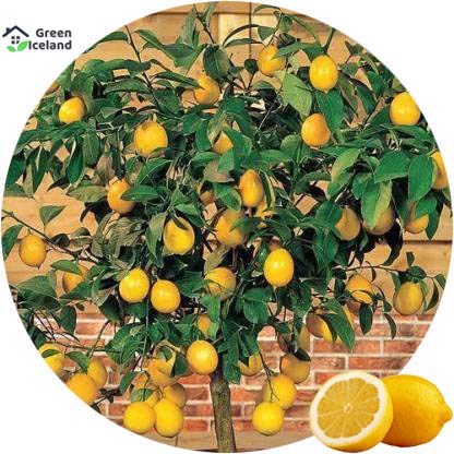 Picture of 10 Pcs Natural Dwarf Lemon Tree Seeds - 10 Pcs SeedS