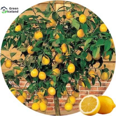 Picture of 10 Pcs Natural Dwarf Lemon Tree Seeds - 10 Pcs SeedS