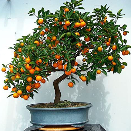 Picture of 10 Pcs Global Orange Fruit Tree Seeds-10 Pcs Seeds