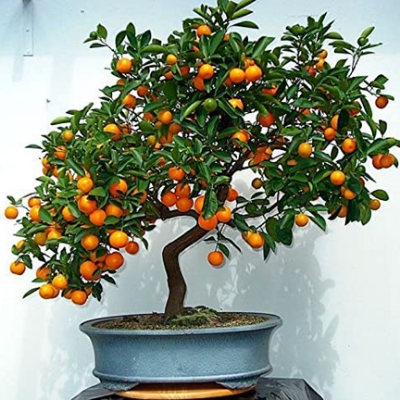 Picture of 10 Pcs Global Orange Fruit Tree Seeds-10 Pcs Seeds