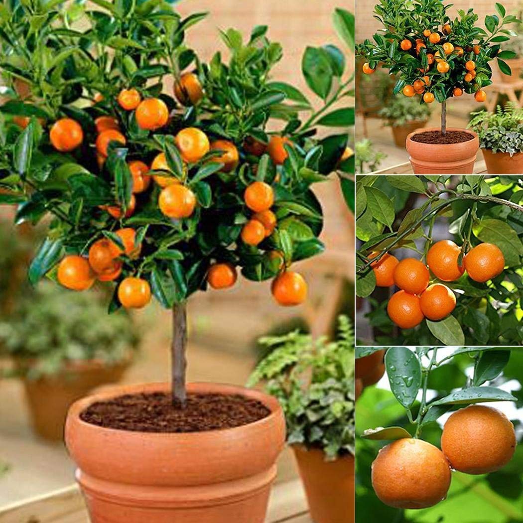 Picture of 10 Pcs Global Orange Fruit Tree Seeds-10 Pcs Seeds