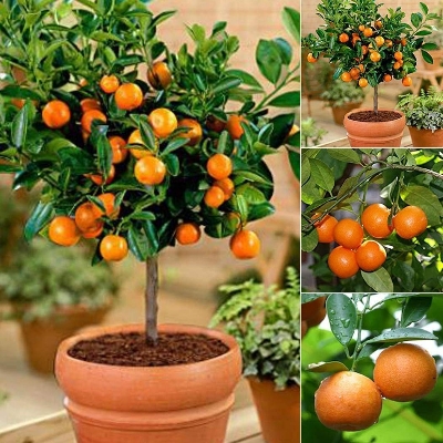 Picture of 10 Pcs Global Orange Fruit Tree Seeds-10 Pcs Seeds