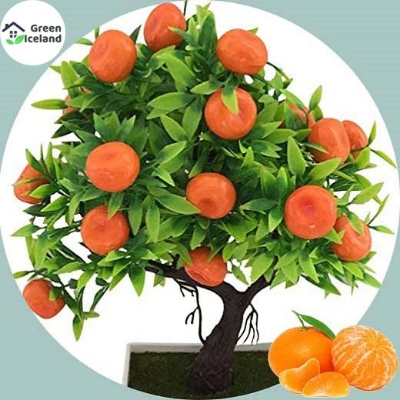 Picture of 10 Pcs Global Orange Fruit Tree Seeds-10 Pcs Seeds