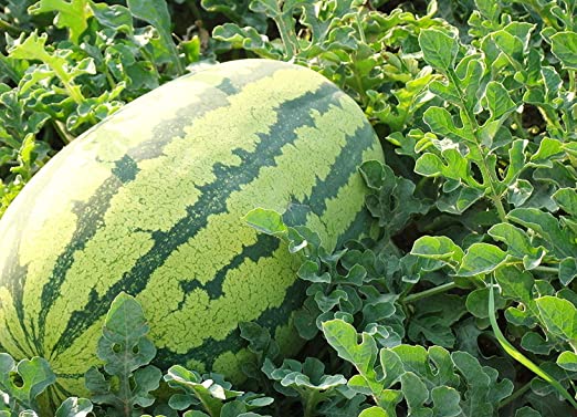 Picture of 10 Pcs Global Sweet Watermelon SeedS