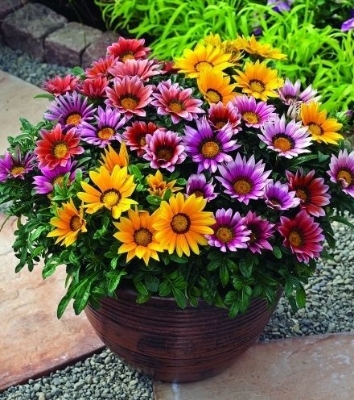 Picture of 15 Pcs Natural Zinnia Flower California SeedS