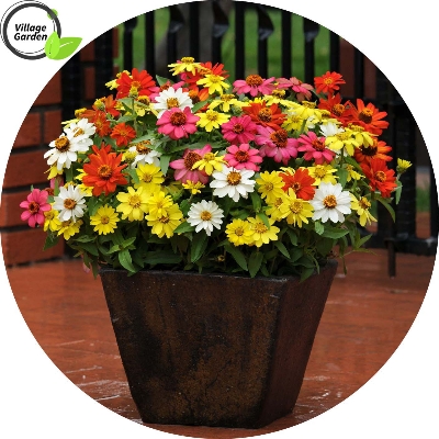 Picture of 15 Pcs Natural Zinnia Flower California SeedS