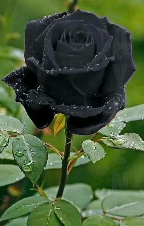 Picture of 25 Pcs Black Colour Roses Flower SeedS- 25 Pcs Seeds