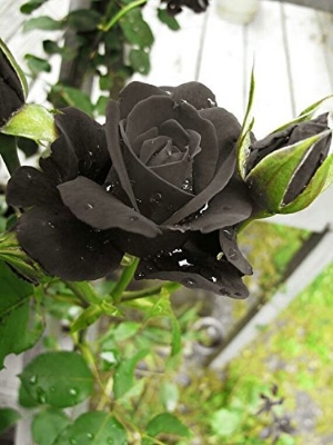 Picture of 25 Pcs Black Colour Roses Flower SeedS- 25 Pcs Seeds