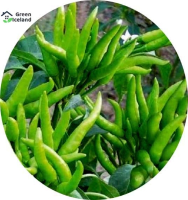 Picture of 20 Pcs Natural Green Chili SeedS