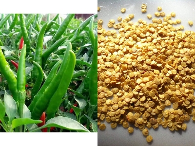 Picture of 20 Pcs Natural Green Chili SeedS