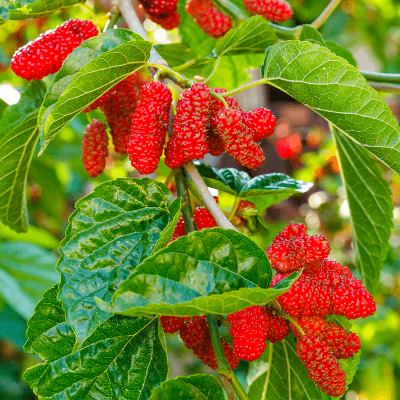Picture of Red Mulberry Seeds - 30 Pcs Seeds (Global SeedS)