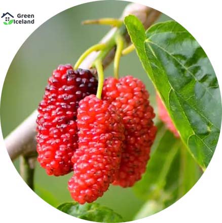 Picture of Red Mulberry Seeds - 30 Pcs Seeds (Global SeedS)