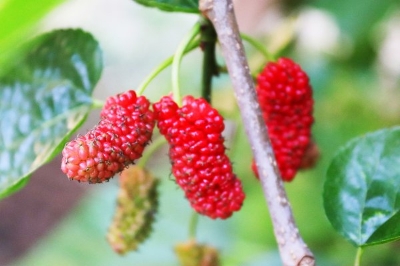 Picture of Red Mulberry Seeds - 30 Pcs Seeds (Global SeedS)