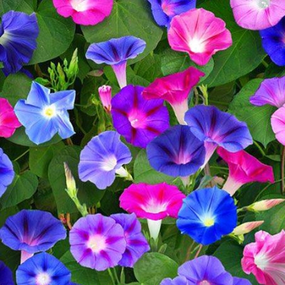 Picture of 15 Pcs Imported Global Morning Glory Flower Bonsai SeedS