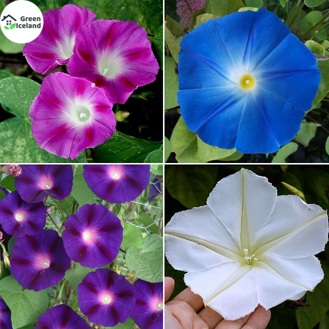 Picture of 15 Pcs Imported Global Morning Glory Flower Bonsai SeedS
