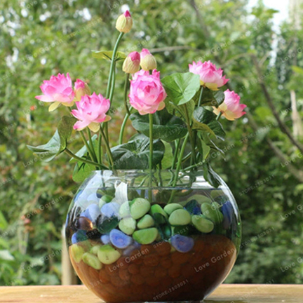 Picture of 5Pcs Hydroponics plant aquatic plant flower pot lotus water lily plant bonsai garden- 5pcs seedS/