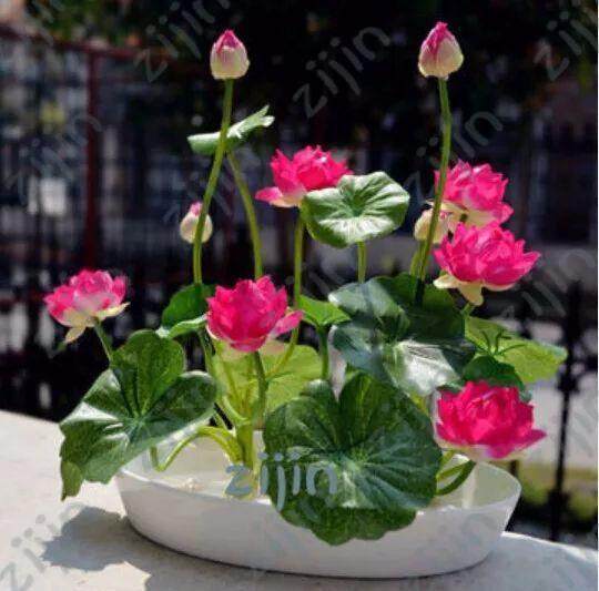 Picture of 5Pcs Hydroponics plant aquatic plant flower pot lotus water lily plant bonsai garden- 5pcs seedS/