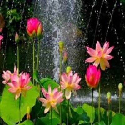 Picture of 5Pcs Hydroponics plant aquatic plant flower pot lotus water lily plant bonsai garden- 5pcs seedS/
