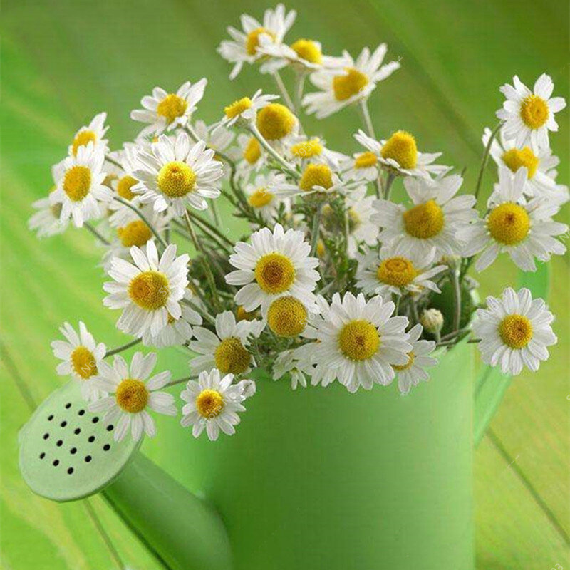 Picture of All Season Chamomile Flower Bonsai Seeds -15 Pcs SeedS