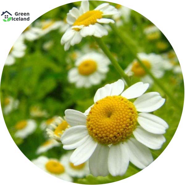 Picture of All Season Chamomile Flower Bonsai Seeds -15 Pcs SeedS