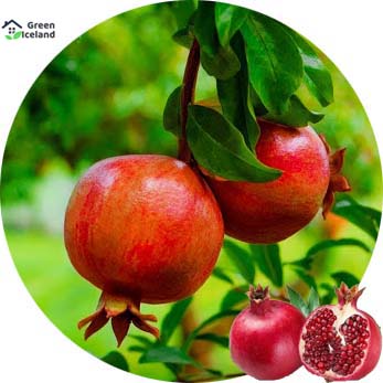 Picture of 15 Pcs Hybrid F1 Vedana Fruit Bonsai SeedS- 15 Pcs Seeds