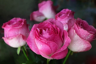 Picture of 20 Pcs Pink Colour Roses Flower Seeds- 20 Pcs Seeds