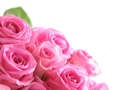 Picture of 20 Pcs Pink Colour Roses Flower Seeds- 20 Pcs Seeds