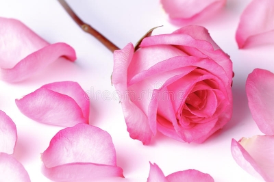 Picture of 20 Pcs Pink Colour Roses Flower Seeds- 20 Pcs Seeds