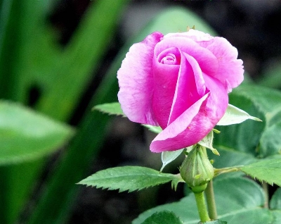 Picture of 20 Pcs Pink Colour Roses Flower Seeds- 20 Pcs Seeds
