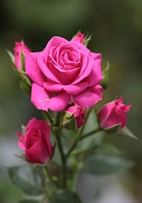 Picture of 20 Pcs Pink Colour Roses Flower Seeds- 20 Pcs Seeds