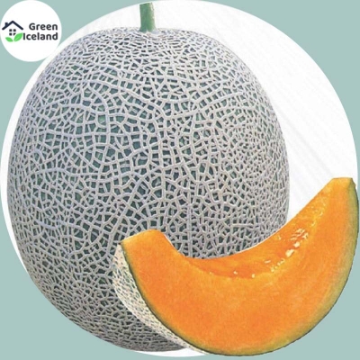 Picture of Organic Bali Shi Textured Sweet Bonsai Seeds - 10+ Pcs Seeds