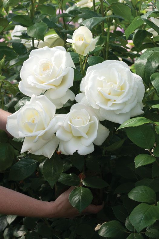 Picture of 20 Pcs WhiteColour Roses Flower Seeds - 20Pcs Seeds  Seeds