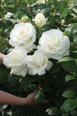 Picture of 20 Pcs WhiteColour Roses Flower Seeds - 20Pcs Seeds  Seeds