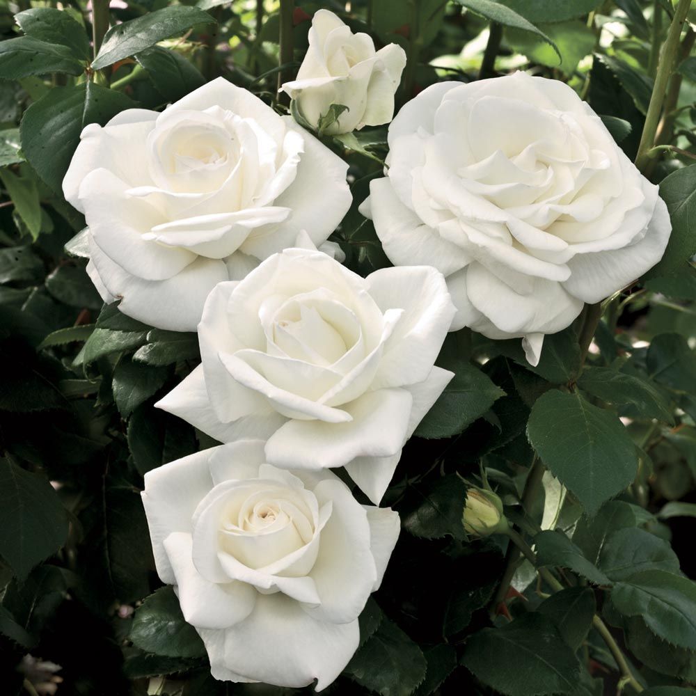 Picture of 20 Pcs WhiteColour Roses Flower Seeds - 20Pcs Seeds  Seeds