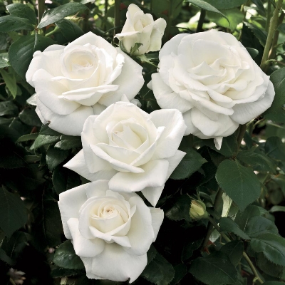 Picture of 20 Pcs WhiteColour Roses Flower Seeds - 20Pcs Seeds  Seeds