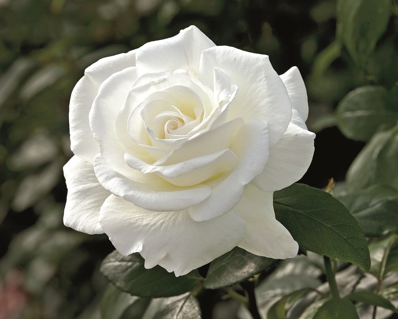 Picture of 20 Pcs WhiteColour Roses Flower Seeds - 20Pcs Seeds  Seeds