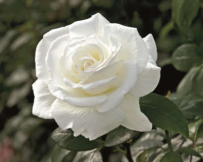 Picture of 20 Pcs WhiteColour Roses Flower Seeds - 20Pcs Seeds  Seeds