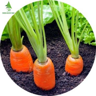 Picture of All Season Carrot Seeds  - 30 Pcs SeedS