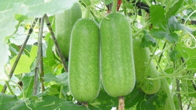 Picture of 15 Pcs Chalkumra / Wax Gourd SeedS