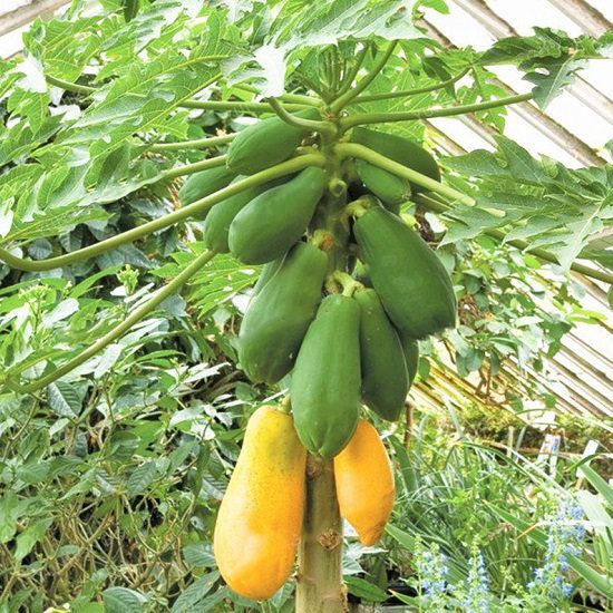 Picture of All Season Yellow Gold Papaya Seeds-15 Pcs Seeds